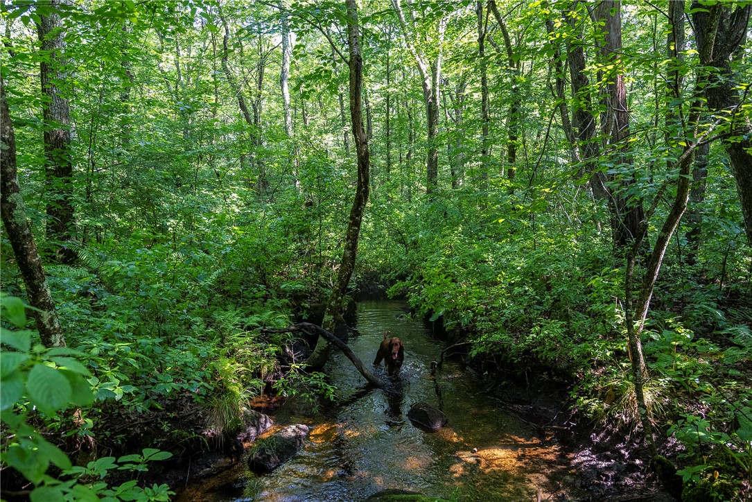 0 East Shore Drive Exeter, RI 02822 - Photo 15 of 18