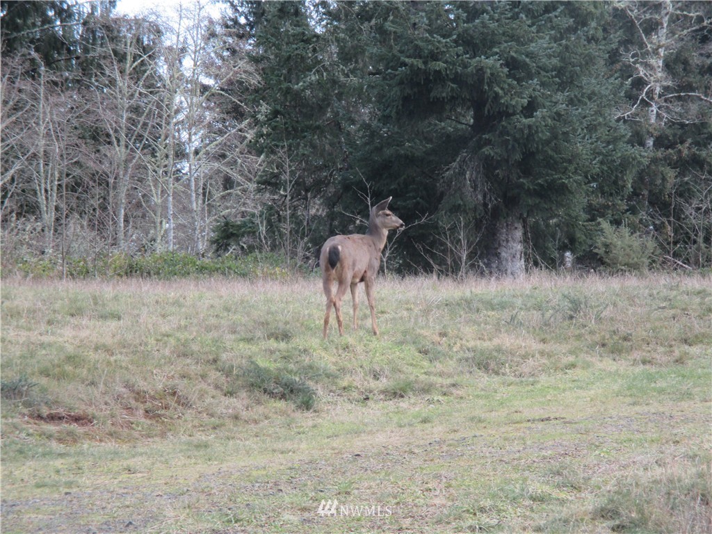31450 Sandridge Road Oysterville, WA 98641 - Photo 3 of 8 Gallery Image 3