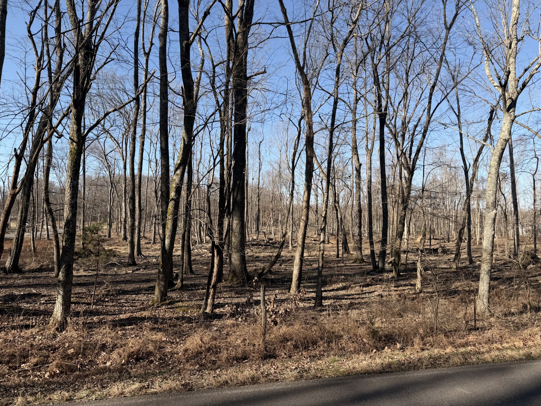 a view of a backyard with large trees