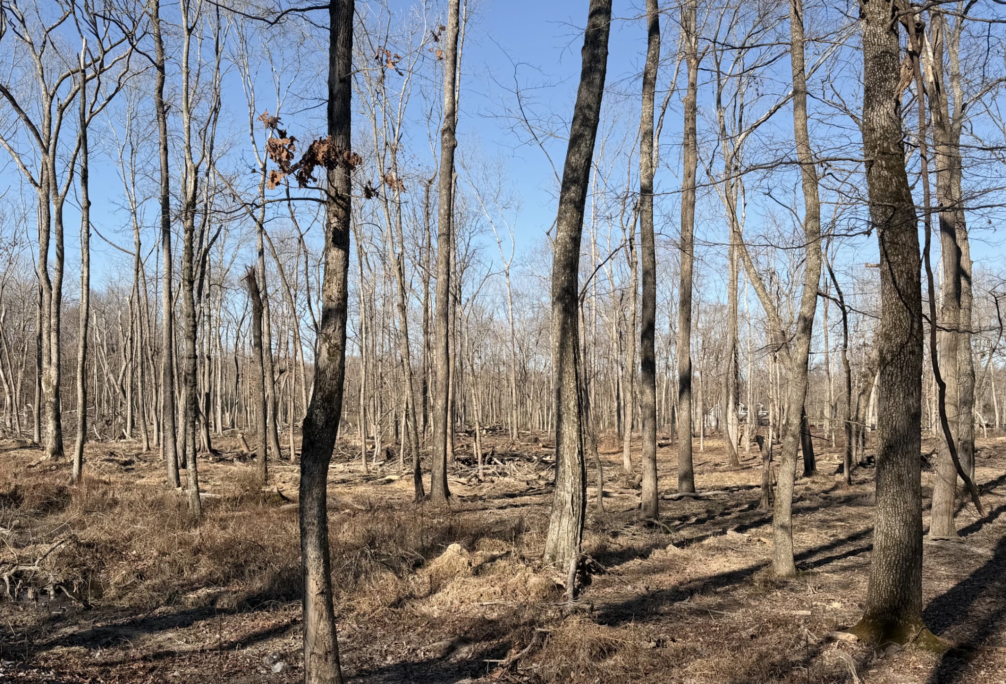 3972 Baggett Road Springfield, TN 37172 - Photo 2 of 2 a view of a backyard of the house