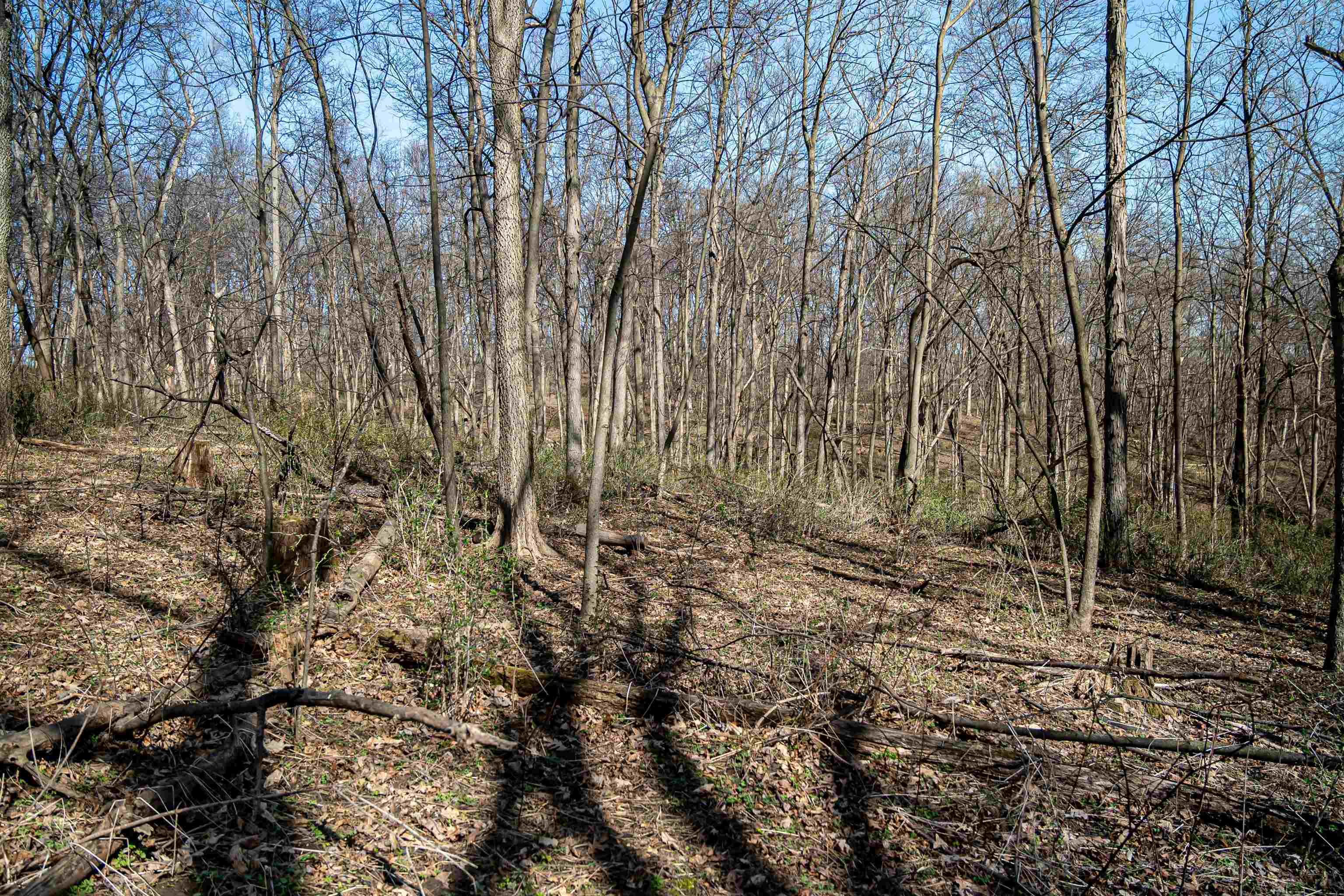 0 South Flint Road Pearl City, IL 61062 - Photo 21 of 42 a view of forest