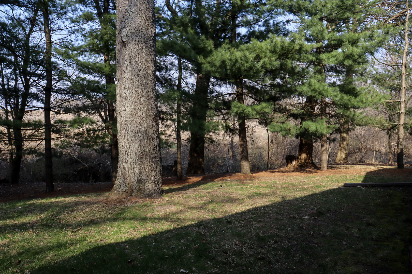 13580 Damen Road Morrison, IL 61270 - Photo 50 of 50 a view of a yard with plants and trees