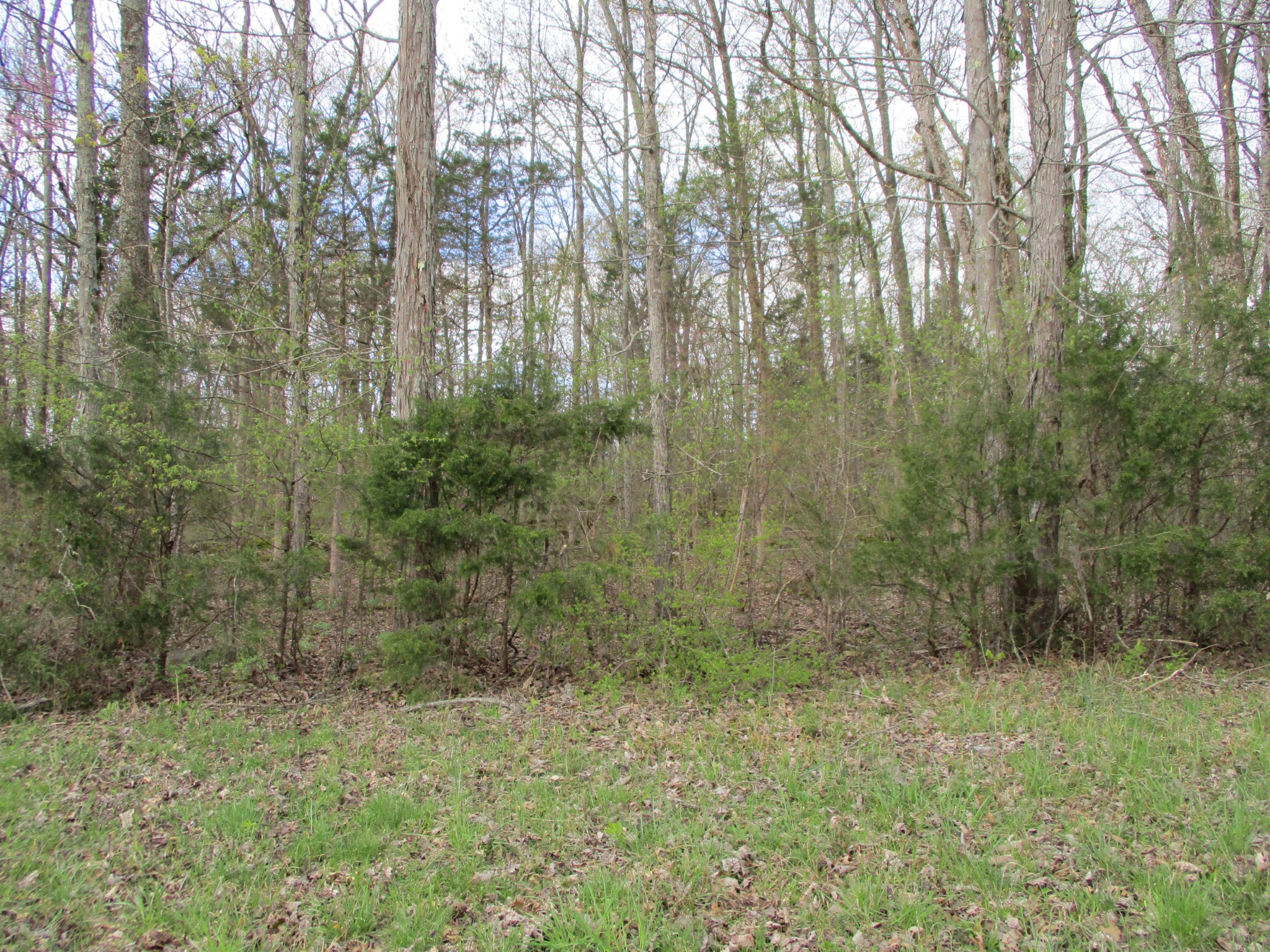 1415 Walnut Hill Road Lebanon, TN 37090 - Photo 9 of 11 a view of a green field with lots of bushes