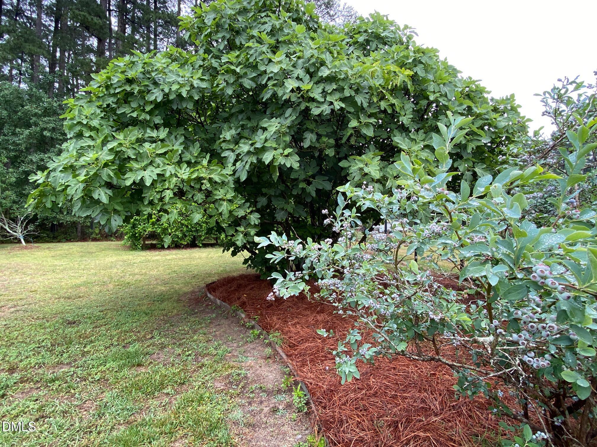 2256 Shotwell Road Clayton, NC 27520 - Photo 61 of 74 Fig Tree & Blueberry Bush