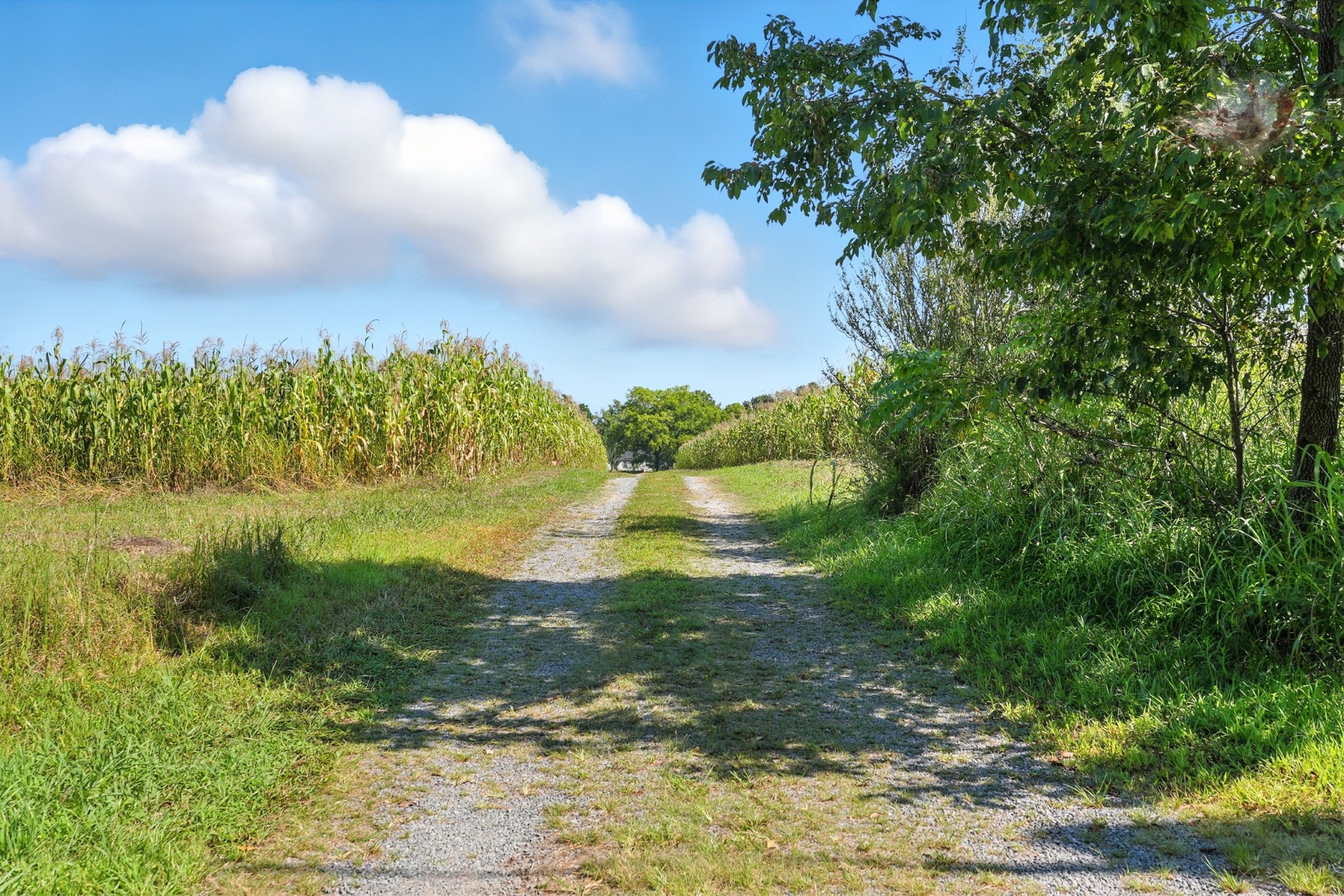 790 Squire Hall Road Bell Buckle, TN 37020 - Photo 17 of 42 a view of a lake