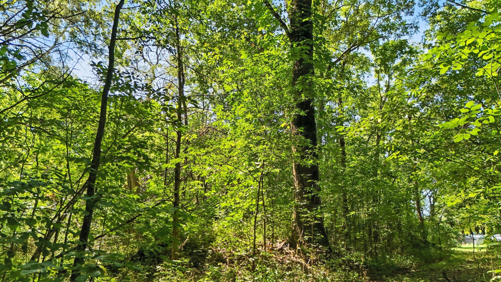 790 Squire Hall Road Bell Buckle, TN 37020 - Photo 33 of 42 a view of a lush green field