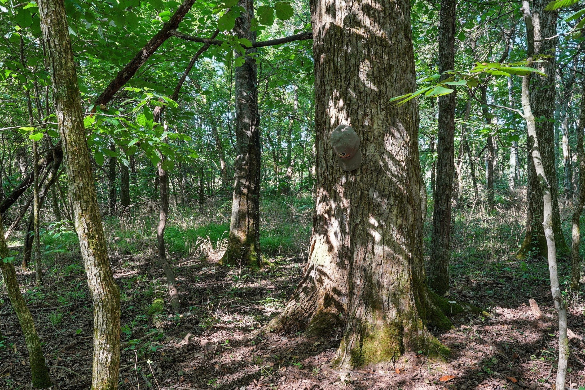 790 Squire Hall Road Bell Buckle, TN 37020 - Photo 35 of 42 a view of forest