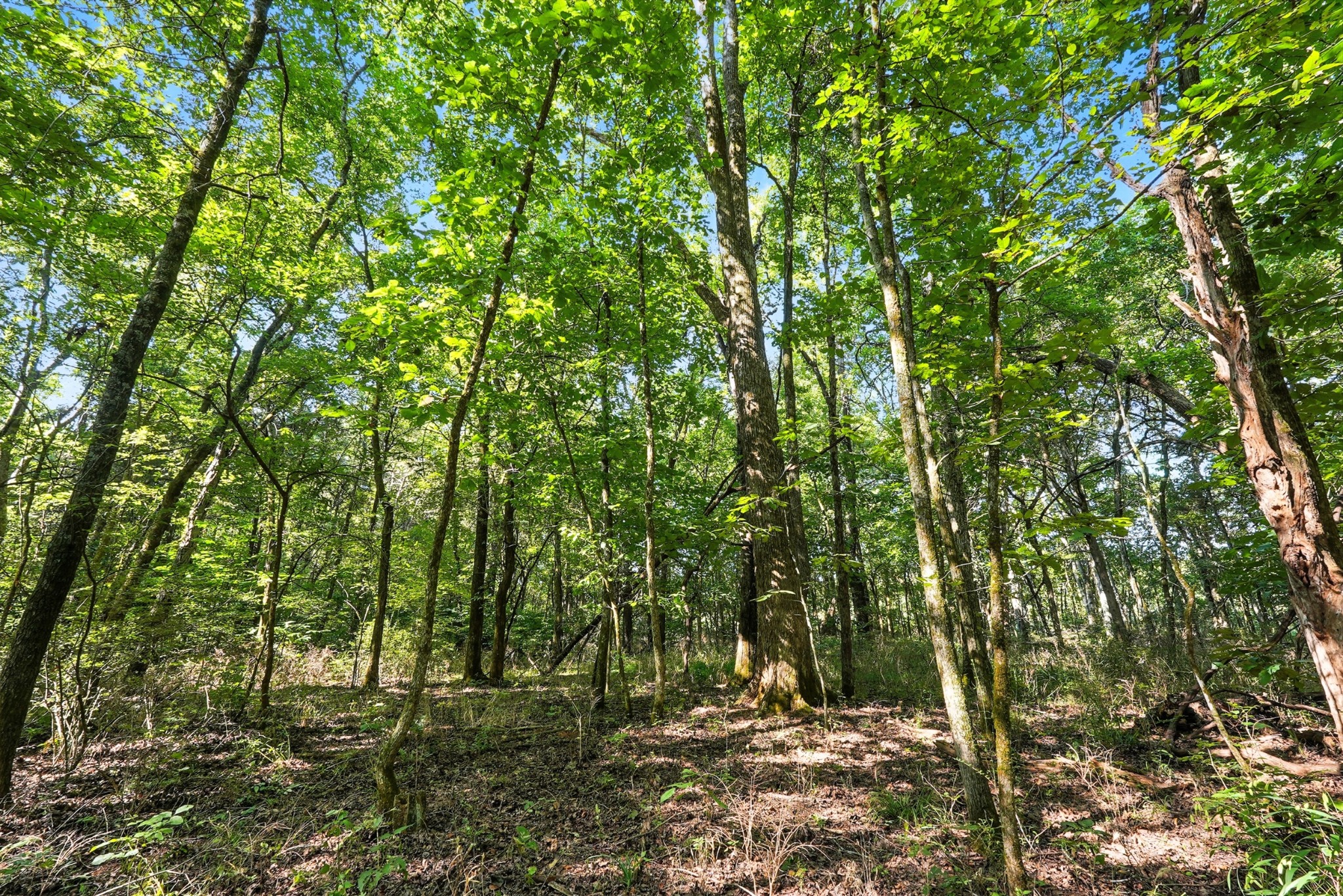 790 Squire Hall Road Bell Buckle, TN 37020 - Photo 38 of 42 a view of outdoor space and trees