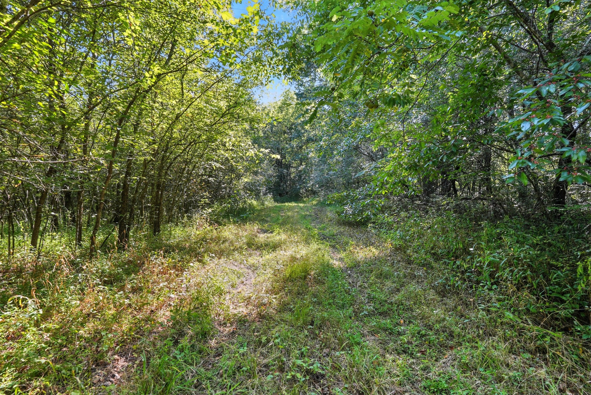 790 Squire Hall Road Bell Buckle, TN 37020 - Photo 9 of 42 a view of a lush green forest