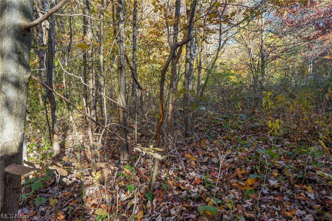 8662 Porter Run Road Roseville, OH 43777 - Photo 19 of 33 View of local wilderness