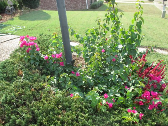 156 Raulston Drive Byram, MS 39272 - Photo 3 of 29 Photo 3