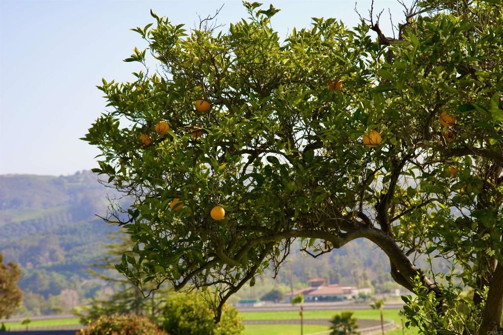 5727 Redondo Drive Bonsall, CA 92003 - Photo 29 of 31