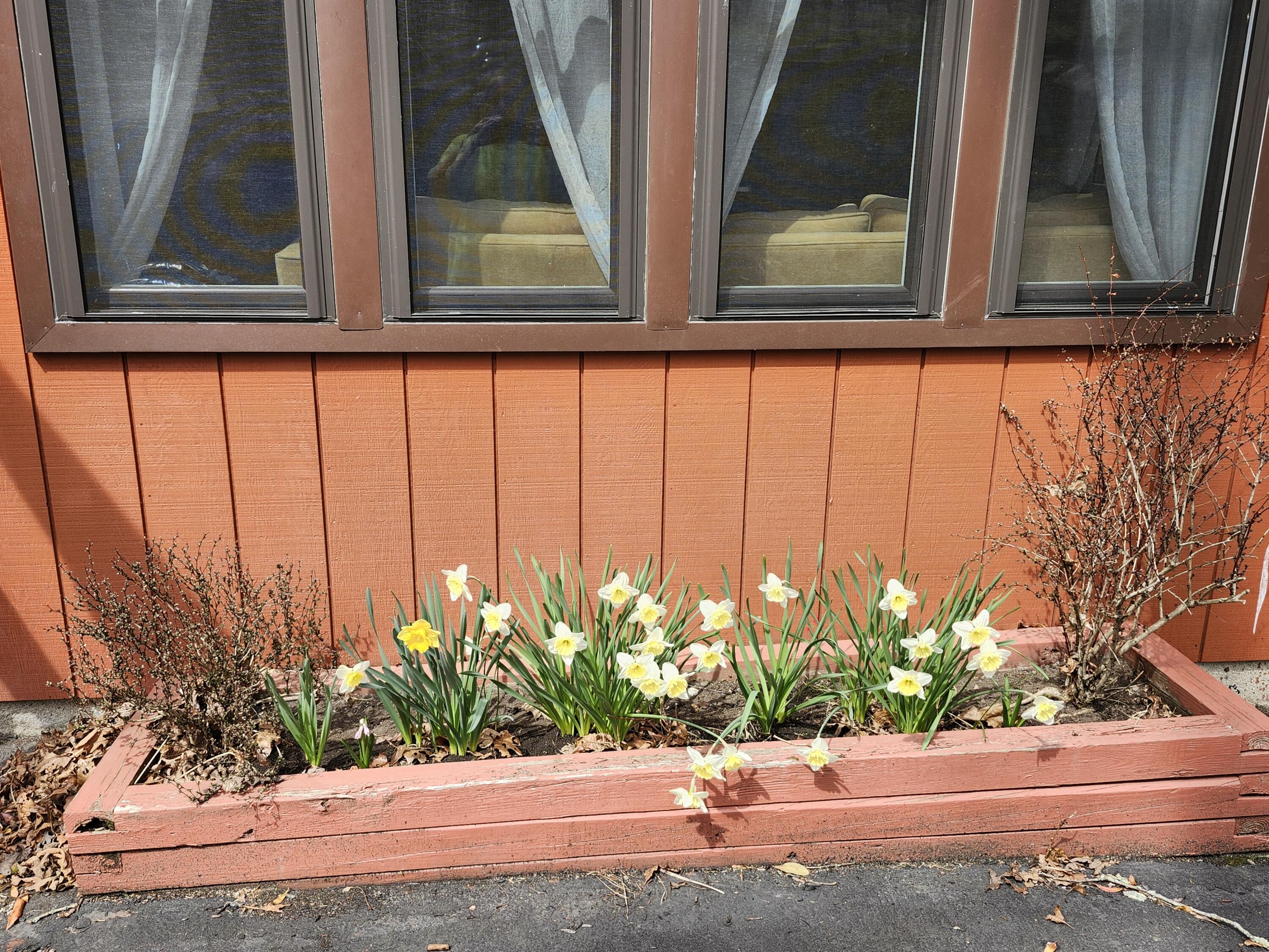 345 Canterbury Road Bushkill, PA 18324 - Photo 57 of 57 daffodils
