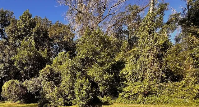 a view of a yard with a tree