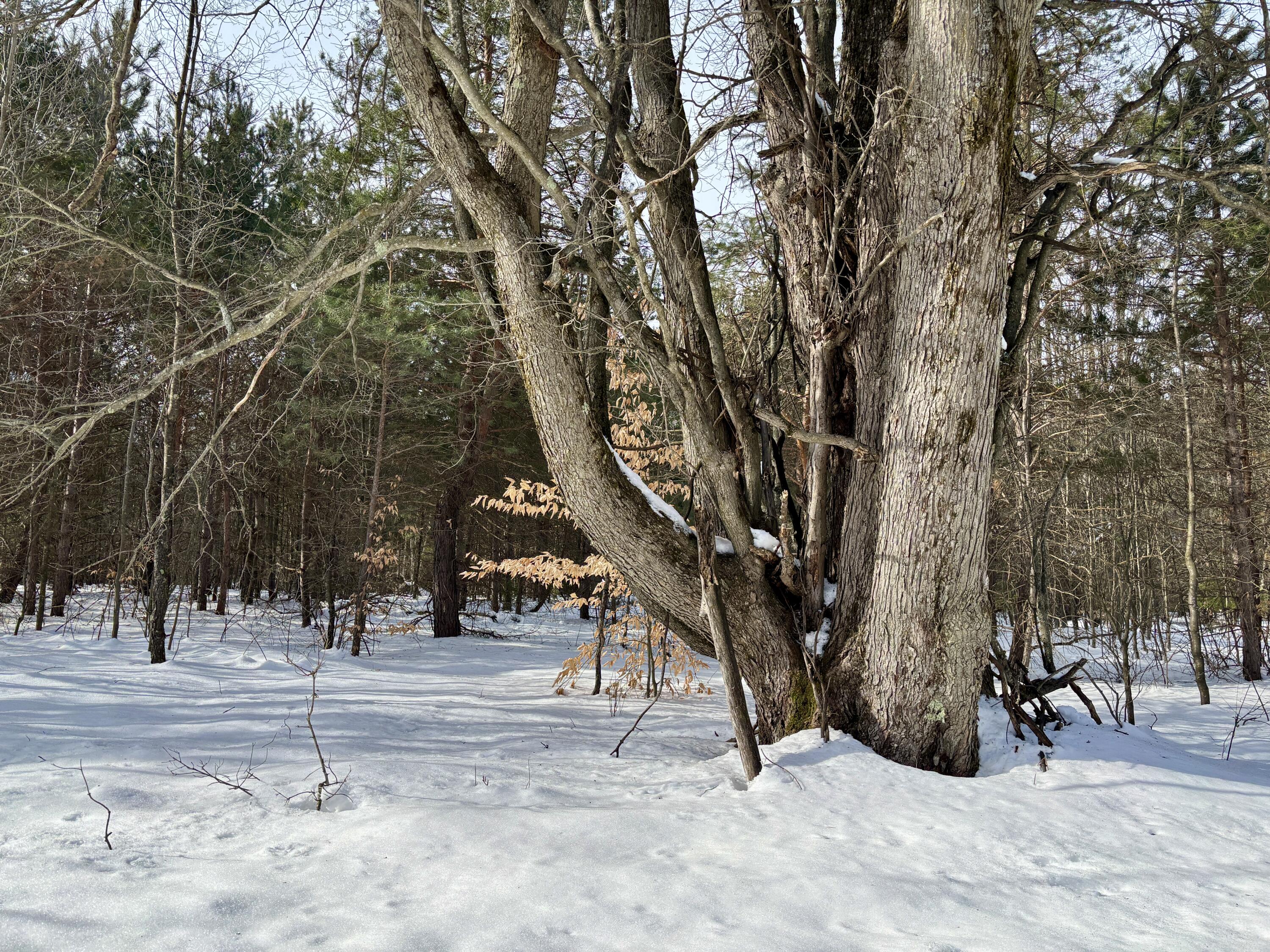1 Jouppi Road Kaleva, MI 49645 - Photo 15 of 17 15