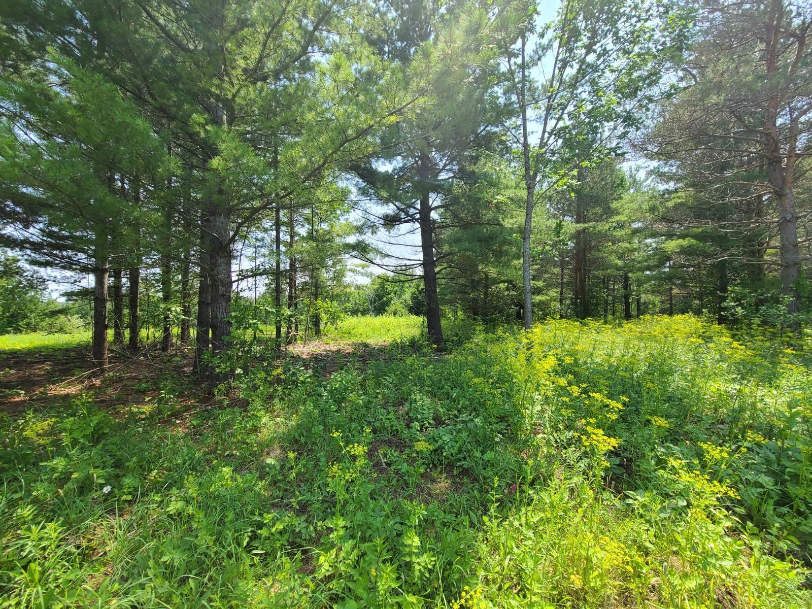 Lot # Rivers Ridge Court Cheboygan, MI 49721 - Photo 6 of 13 Gallery Image 6