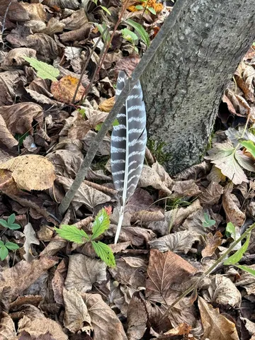 $320,000 | Tbd Nightingale Street, Braham, MN 55006