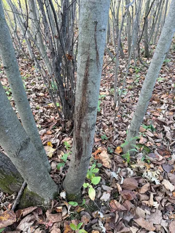 $320,000 | Tbd Nightingale Street, Braham, MN 55006