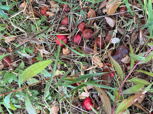 $320,000 | Tbd Nightingale Street, Braham, MN 55006