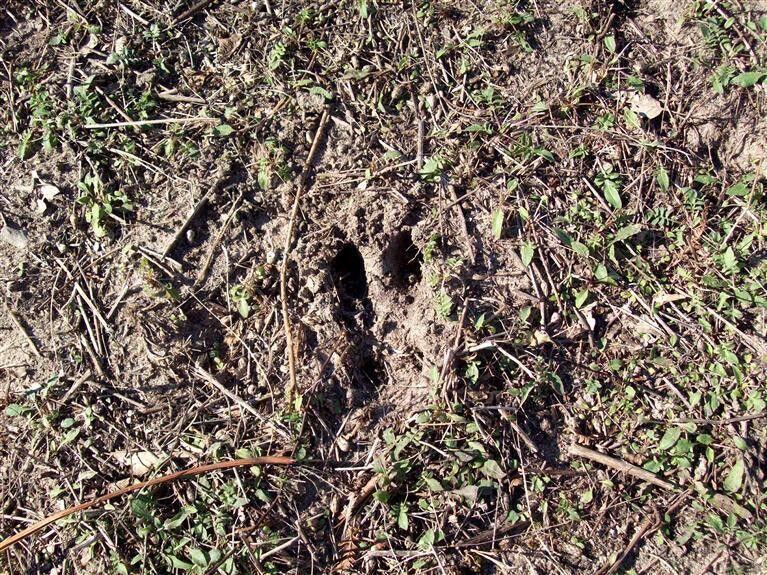 17 West Wilke Road Rothbury, MI 49452 - Photo 15 of 34 deer foot print