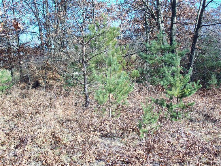 17 West Wilke Road Rothbury, MI 49452 - Photo 18 of 34 Lots of pine trees