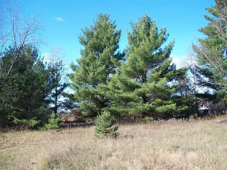 17 West Wilke Road Rothbury, MI 49452 - Photo 19 of 34 Mature Trees