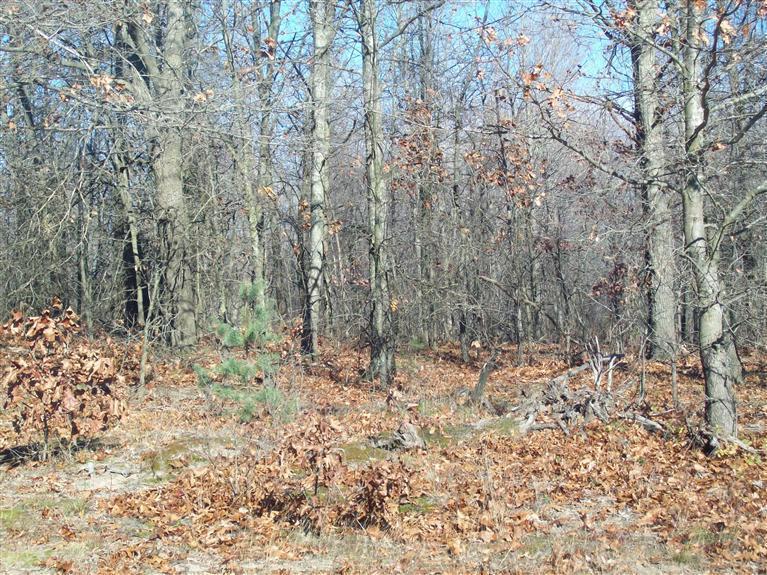 17 West Wilke Road Rothbury, MI 49452 - Photo 22 of 34 woods