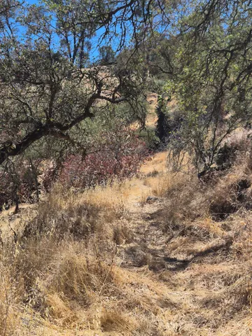 a view of a tree with a plant