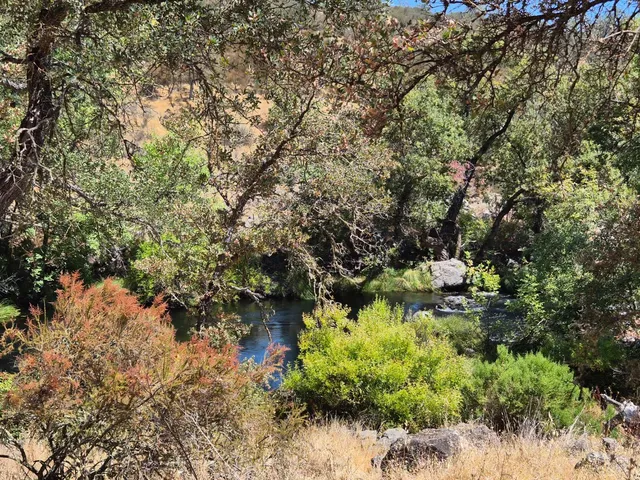 a view of a tree with a tree