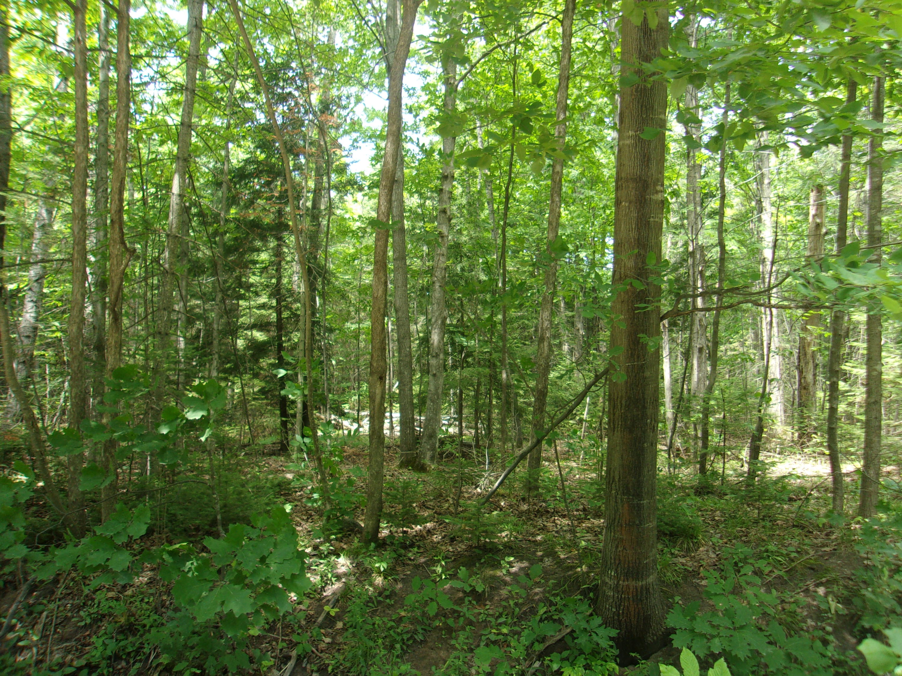 Modoc Road Indian River, MI 49749 - Photo 2 of 14 Gallery Image 2