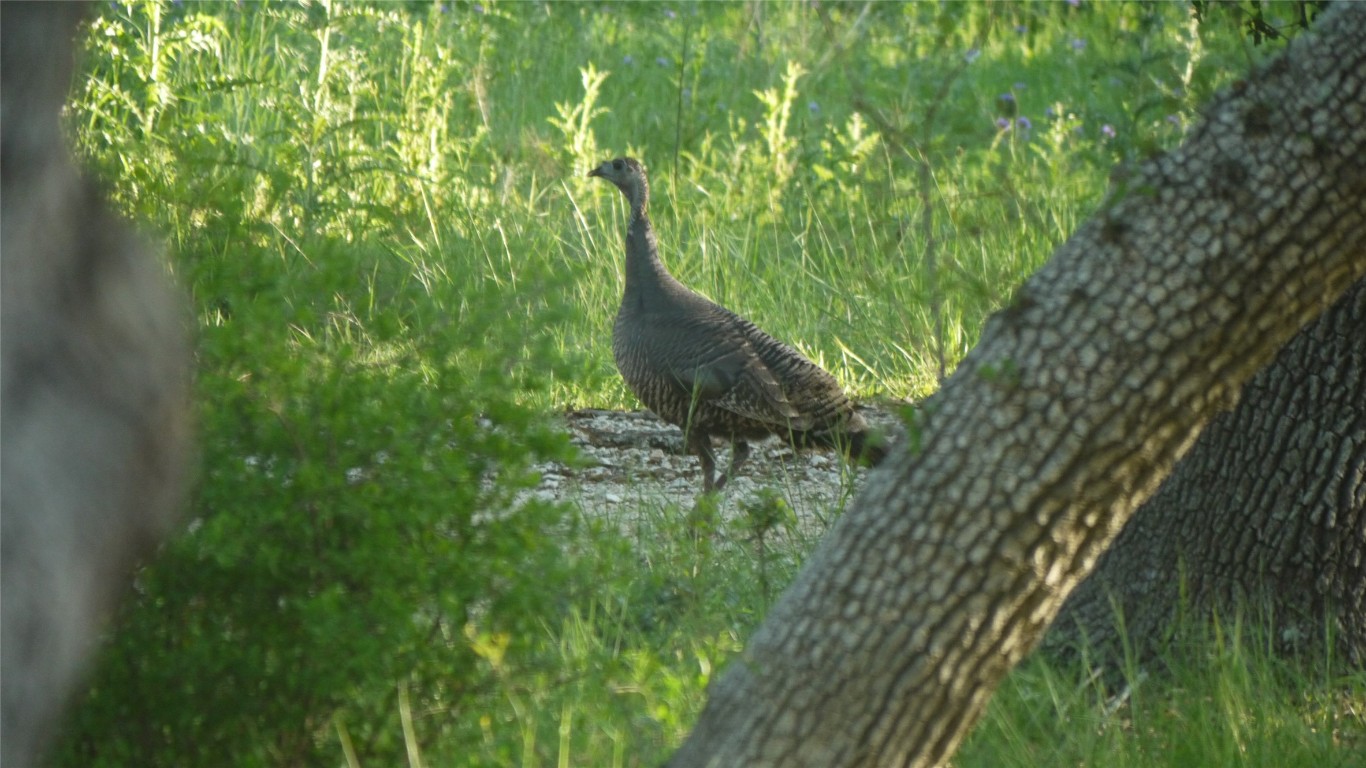 Tbd South Rainbow Ranch Road Wimberley, TX 78676 - Photo 6 of 13 a view of a garden