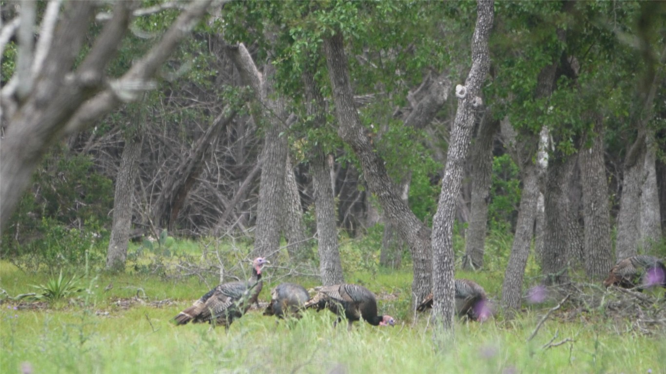 Tbd South Rainbow Ranch Road Wimberley, TX 78676 - Photo 7 of 13 a backyard of a house with lots of green space
