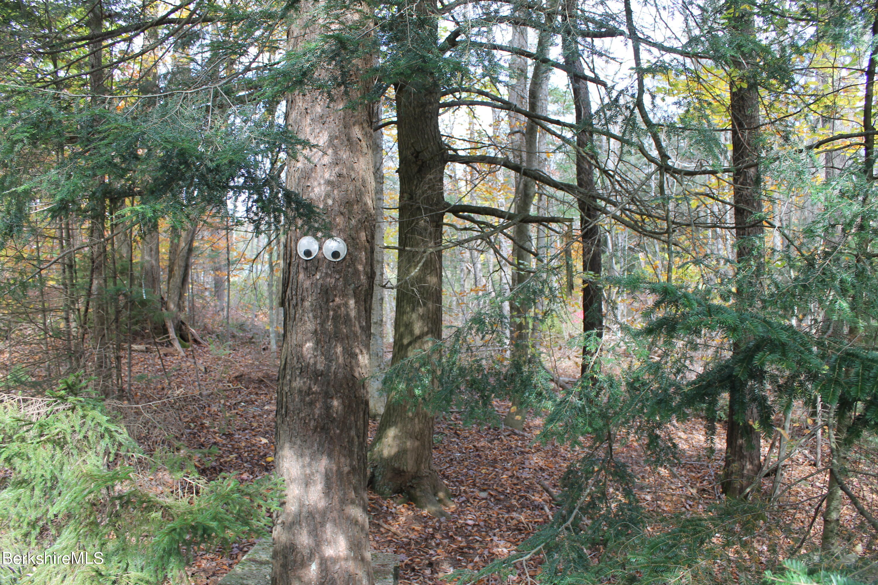 46 East Windsor Road Peru, MA 01235 - Photo 26 of 29 a view of forest