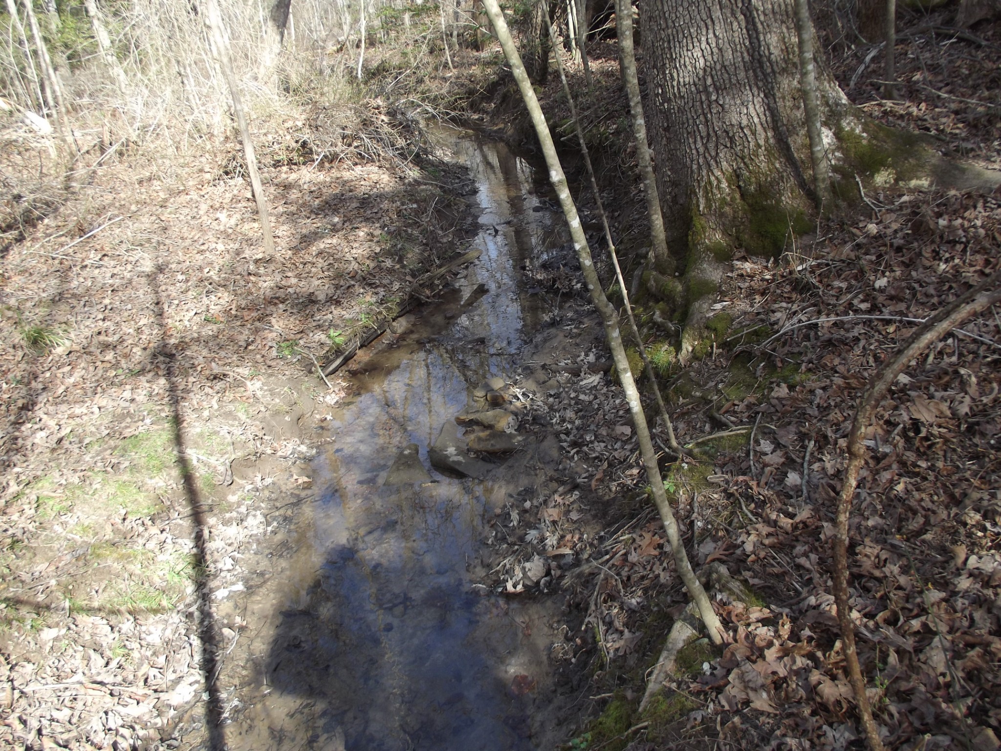 0 Keith Brewer Road Palmer, TN 37365 - Photo 3 of 11 a view of a backyard