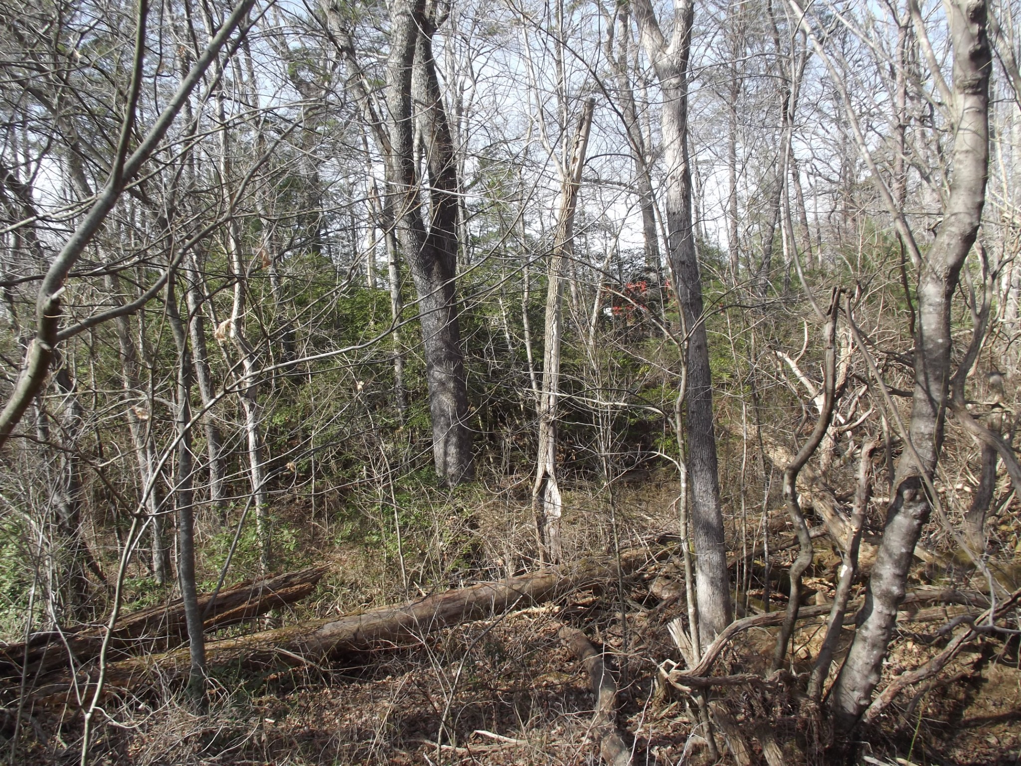0 Keith Brewer Road Palmer, TN 37365 - Photo 5 of 11 a view of forest