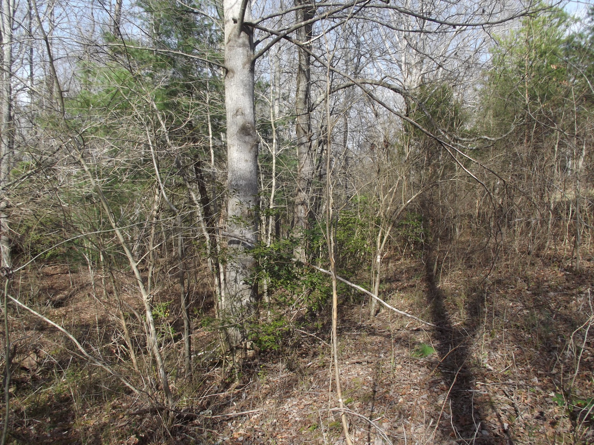 0 Keith Brewer Road Palmer, TN 37365 - Photo 6 of 11 a view of a yard with large trees