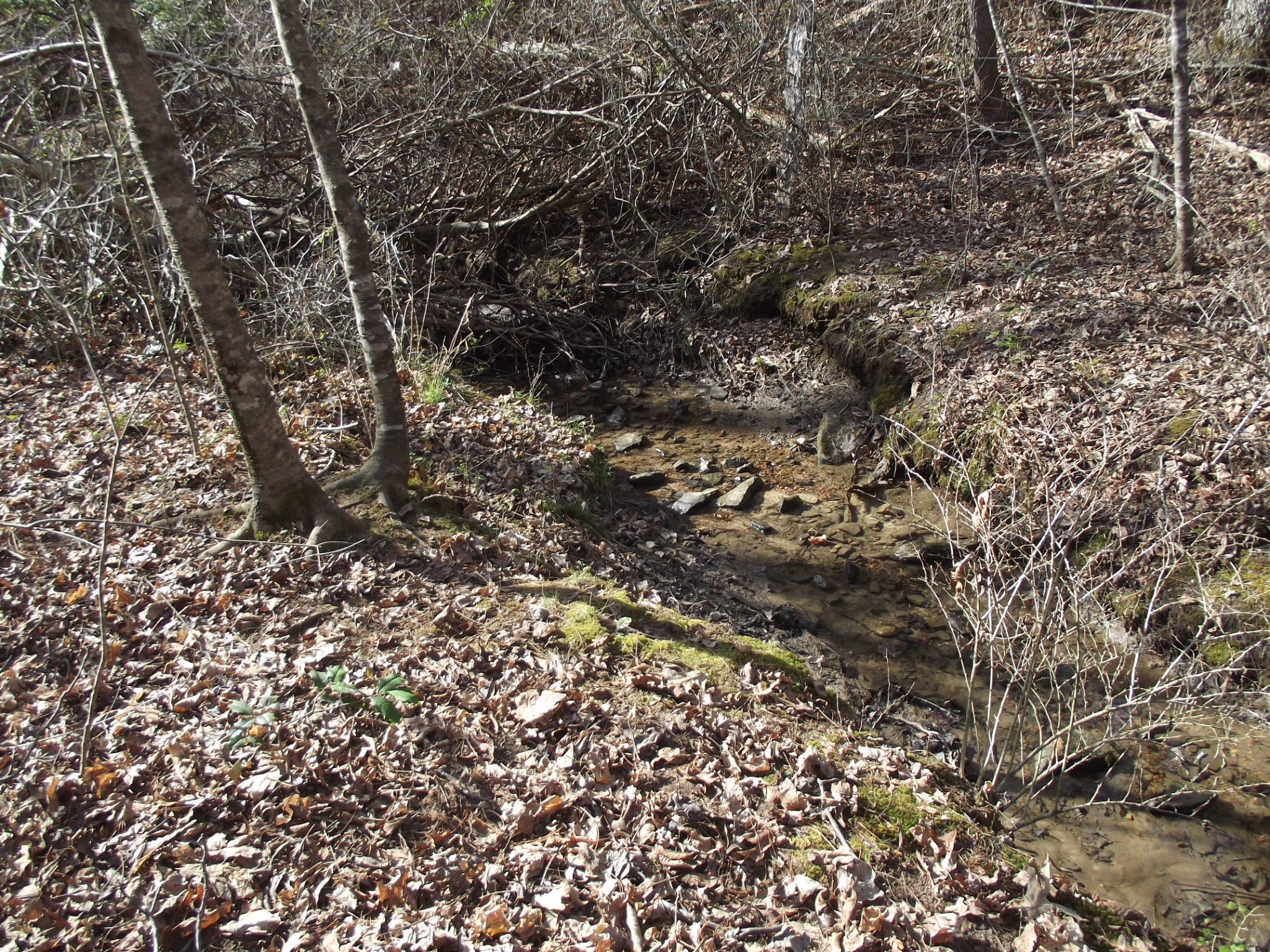 0 Keith Brewer Road Palmer, TN 37365 - Photo 7 of 11 a view of a tree