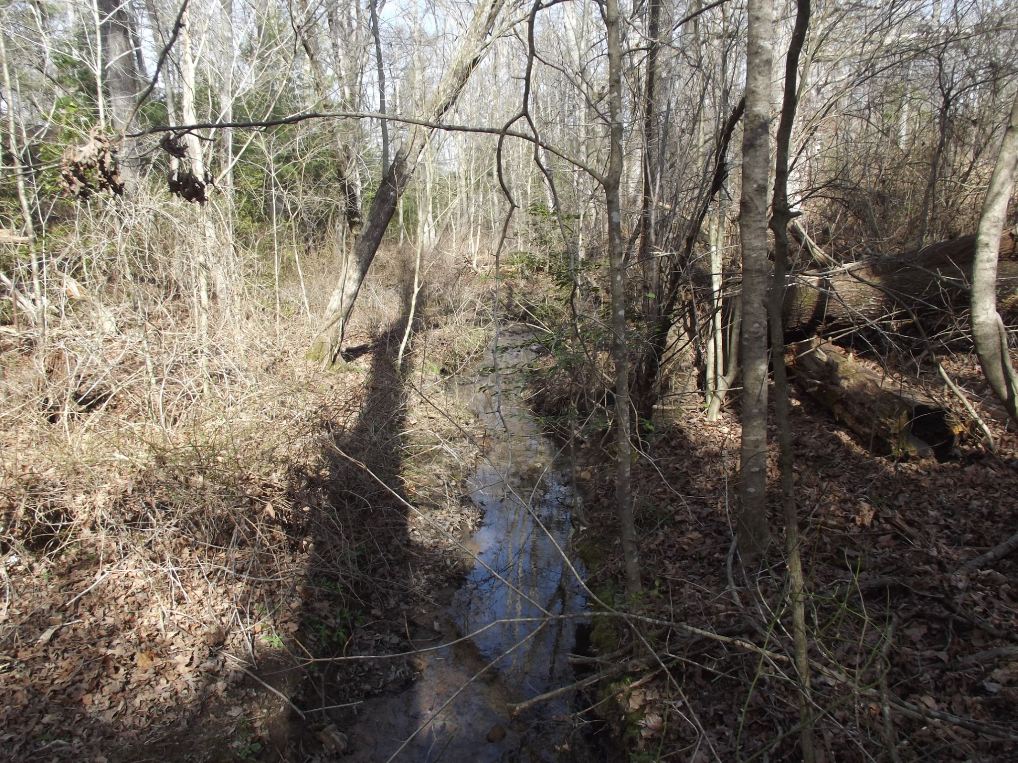 0 Keith Brewer Road Palmer, TN 37365 - Photo 9 of 11 a picture of a tree