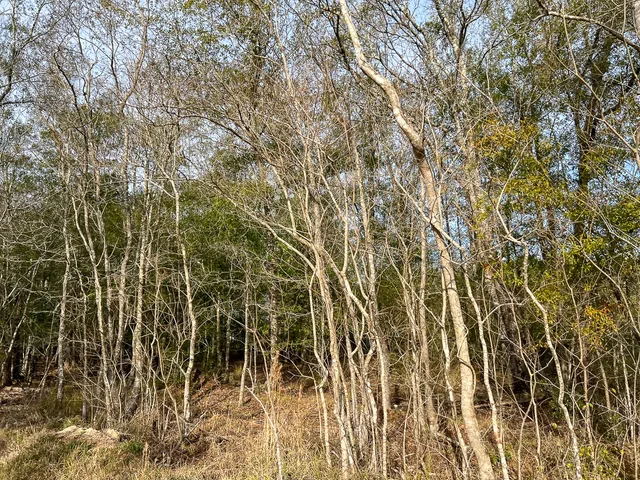 a view of a yard with trees