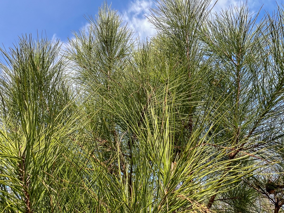 T-7 T-7 Tall Cotton Road Saratoga, TX 77585 - Photo 10 of 34