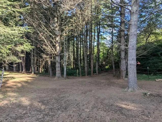 a view of a forest with trees in the background
