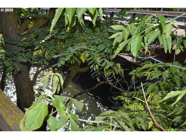 a view of banana tree