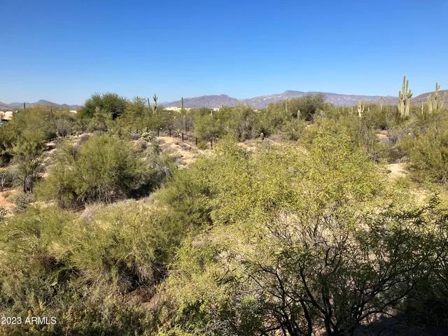a view of a forest with mountain view