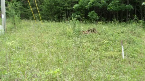 a view of a lush green space