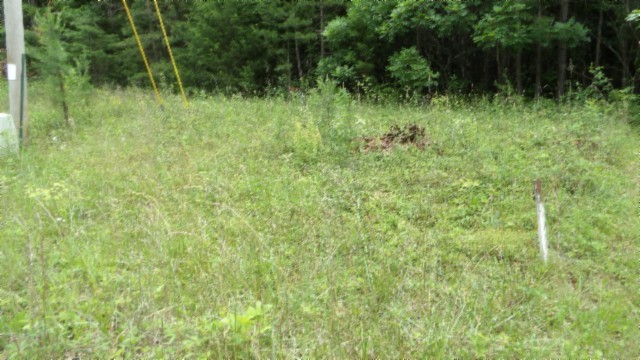 a view of a lush green space