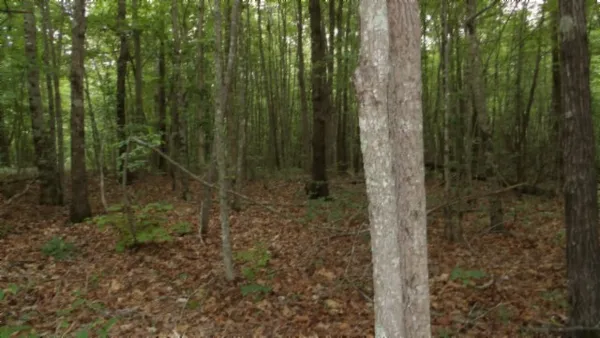 a view of a forest that has large trees