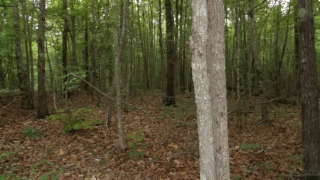 a view of a forest that has large trees