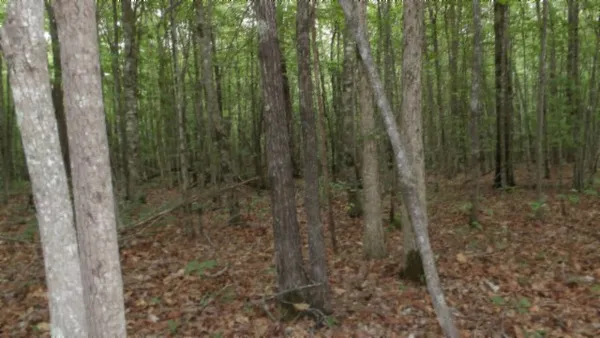 a view of a forest with trees