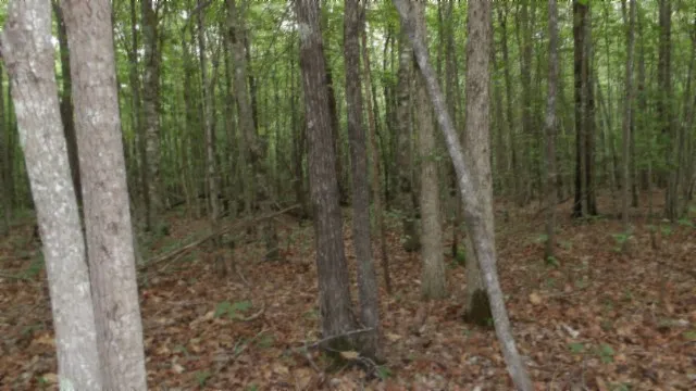 a view of a forest with trees