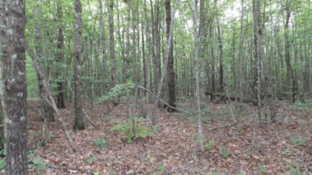 0 Parkstown Extension Wilder, TN 38589 - Photo 13 of 35 a view of a forest that has large trees